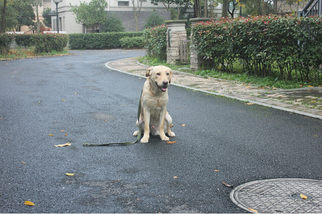 训练中的小七(拉布拉多)-家有宠物-杭州19楼