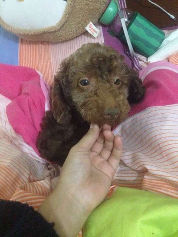 寻狗,酬金五千 丢于杭州转塘双浦镇 玩具-家有