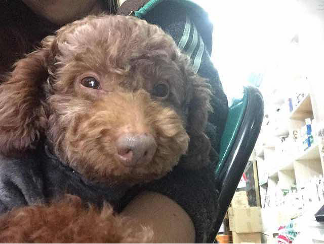 寻狗,酬金五千 丢于杭州转塘双浦镇 玩具-家有