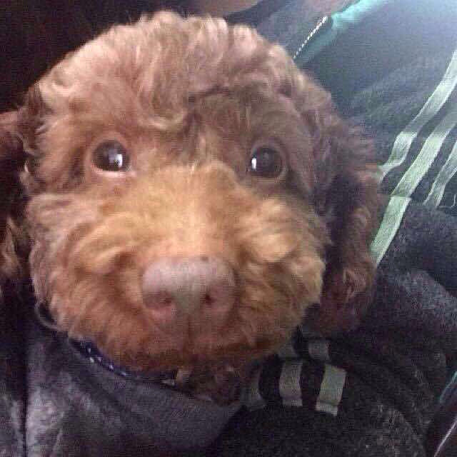 寻狗,酬金五千 丢于杭州转塘双浦镇 玩具-家有