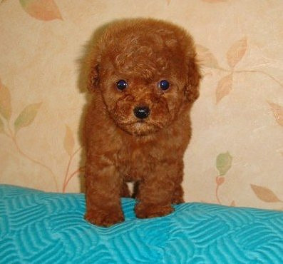 韓國(guó)迷你小體狗狗 純種泰迪幼犬出售茶杯犬玩具型貴賓寵物狗出售