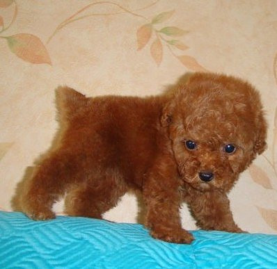 韓國(guó)迷你小體狗狗 純種泰迪幼犬出售茶杯犬玩具型貴賓寵物狗出售