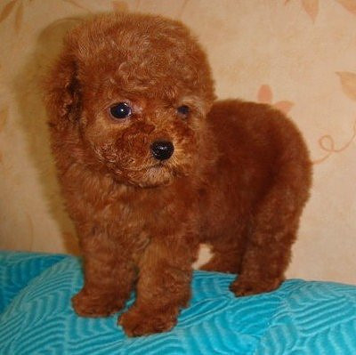 韓國(guó)迷你小體狗狗 純種泰迪幼犬出售茶杯犬玩具型貴賓寵物狗出售