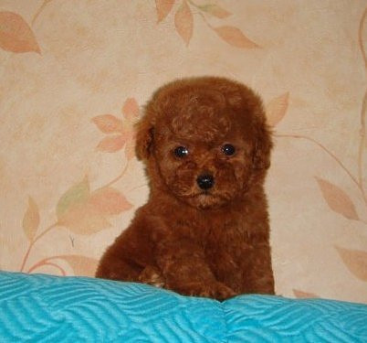 韓國(guó)迷你小體狗狗 純種泰迪幼犬出售茶杯犬玩具型貴賓寵物狗出售