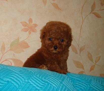 韓國(guó)迷你小體狗狗 純種泰迪幼犬出售茶杯犬玩具型貴賓寵物狗出售