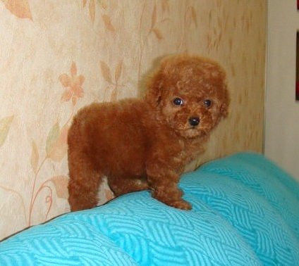 韓國(guó)迷你小體狗狗 純種泰迪幼犬出售茶杯犬玩具型貴賓寵物狗出售