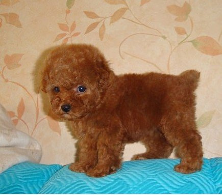 韓國(guó)迷你小體狗狗 純種泰迪幼犬出售茶杯犬玩具型貴賓寵物狗出售
