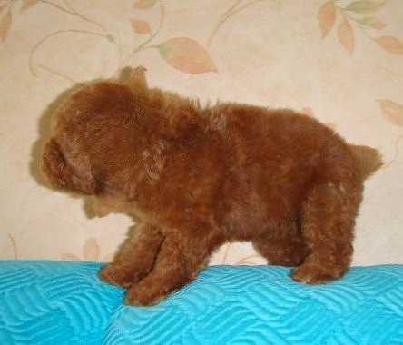 韓國(guó)迷你小體狗狗 純種泰迪幼犬出售茶杯犬玩具型貴賓寵物狗出售