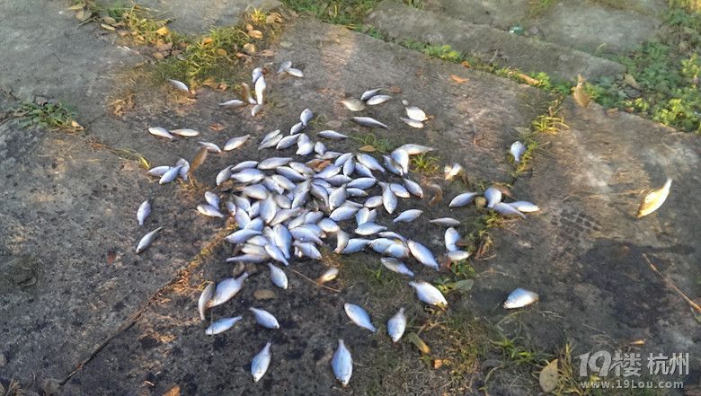 鳑鲏都疯了吗?-户外知识-钓鱼俱乐部-杭州19楼