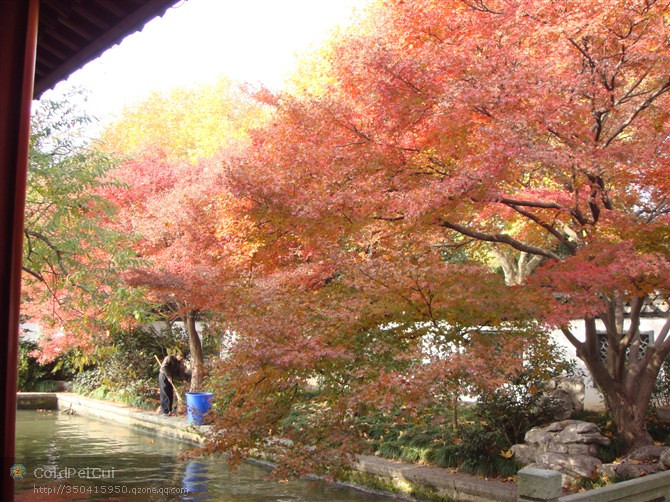 【杭城落叶】 秋意红枫 北山街 平湖秋月