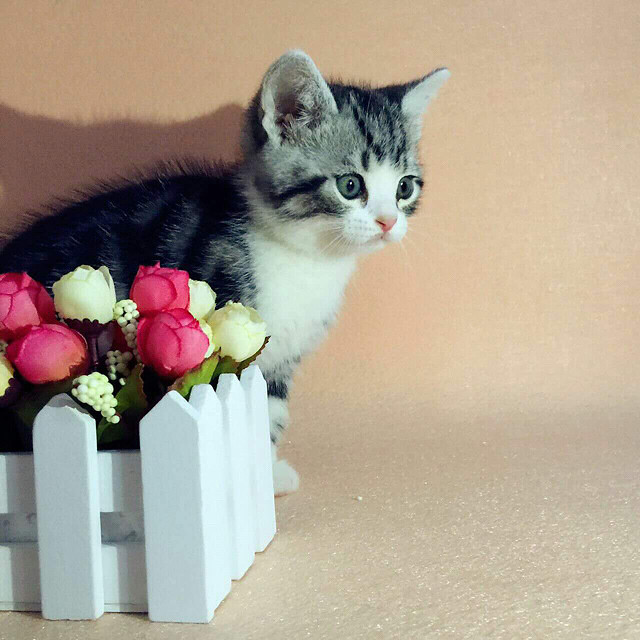 美短加白弟弟一枚,正八哦,喜欢的朋友加微-宠物