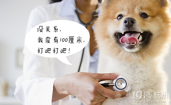 12星座狗狗去打針，來看看你家屬于哪種