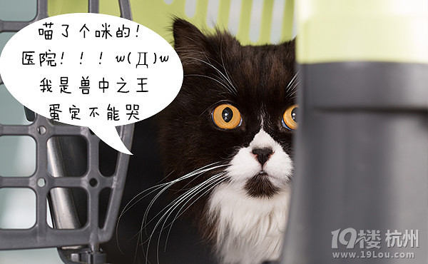 12星座狗狗去打針，來看看你家屬于哪種
