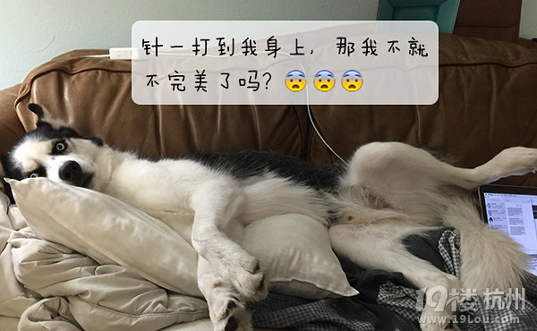 12星座狗狗去打針，來看看你家屬于哪種