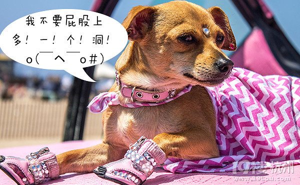 12星座狗狗去打針，來看看你家屬于哪種