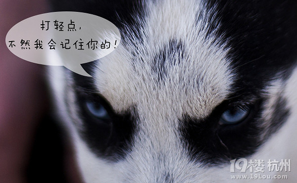 12星座狗狗去打針，來看看你家屬于哪種