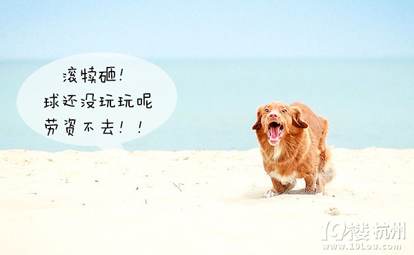 12星座狗狗去打針，來看看你家屬于哪種