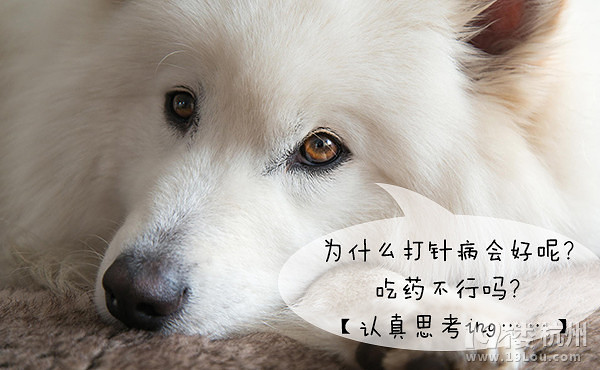 12星座狗狗去打針，來看看你家屬于哪種