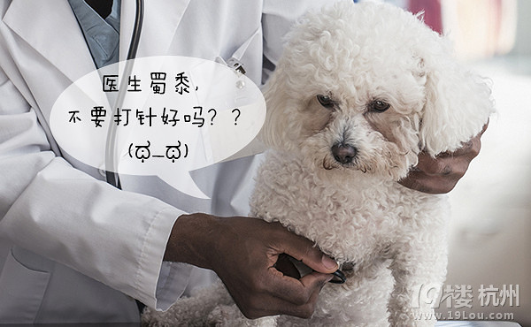 12星座狗狗去打針，來看看你家屬于哪種