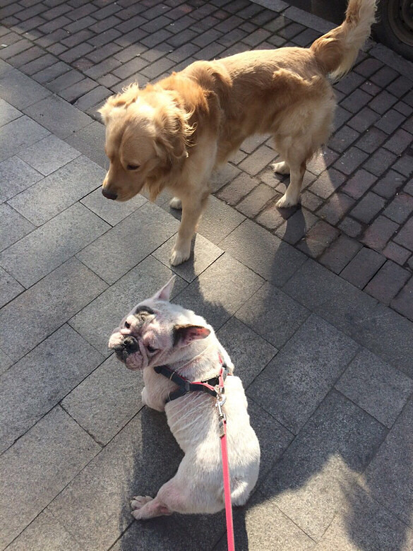 法国斗牛犬…有由于本人出国进修…低价转让-