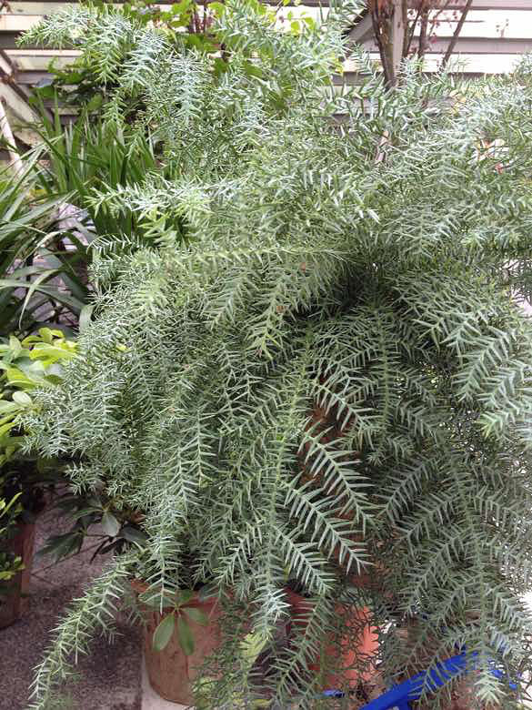 这是澳洲松吗-手机随手拍-杭州19楼