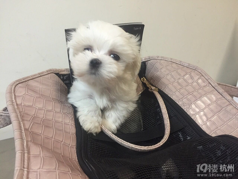  狗狗出入境 你知道多少?-宠物新闻-家有宠物-杭