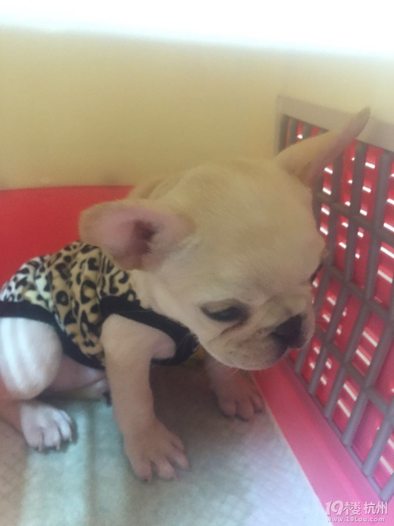  狗狗出入境 你知道多少?-宠物新闻-家有宠物-杭