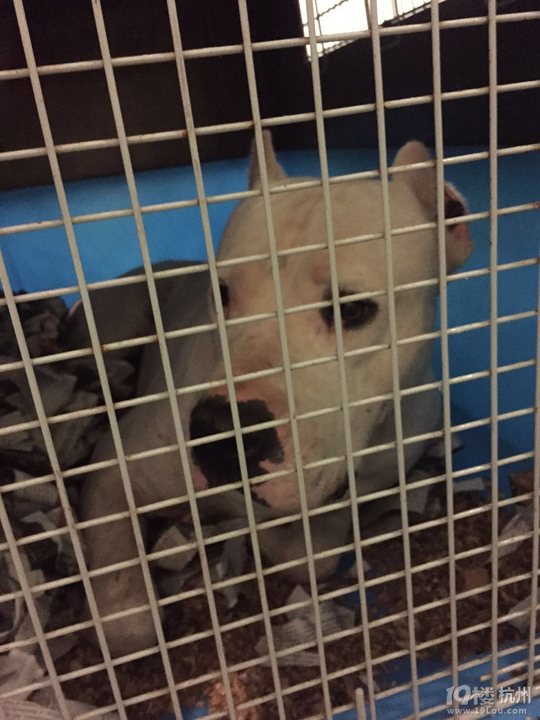  狗狗出入境 你知道多少?-宠物新闻-家有宠物-杭