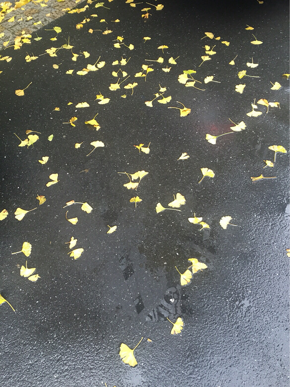 雨纷纷,旧故里草木深。我听闻,银杏飘落满-大杭