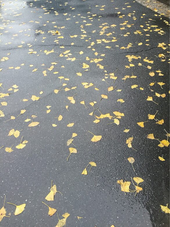 雨纷纷,旧故里草木深。我听闻,银杏飘落满-大杭