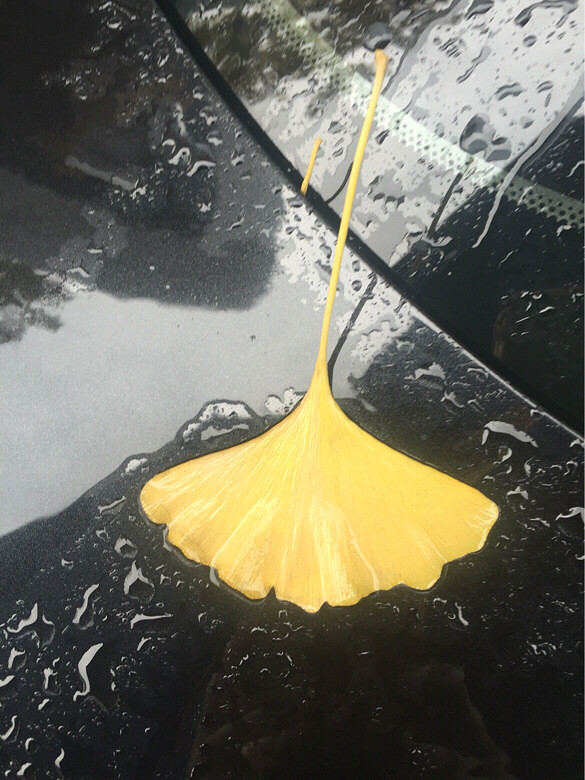 雨纷纷,旧故里草木深。我听闻,银杏飘落满-大杭