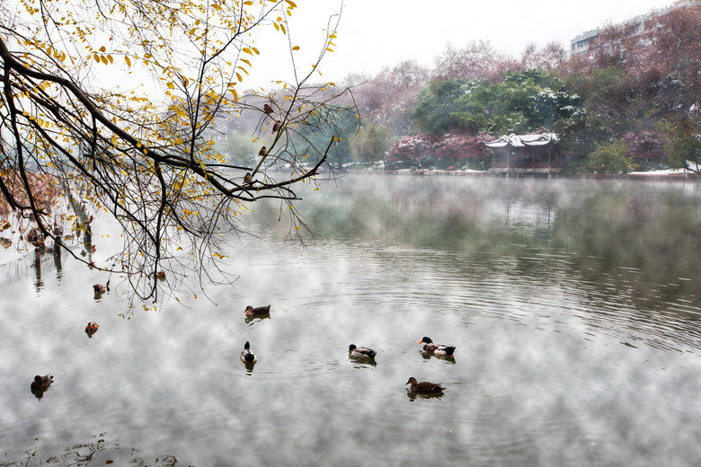 冬雪悄然至 西湖披银丝-风景照-19摄区-杭州19