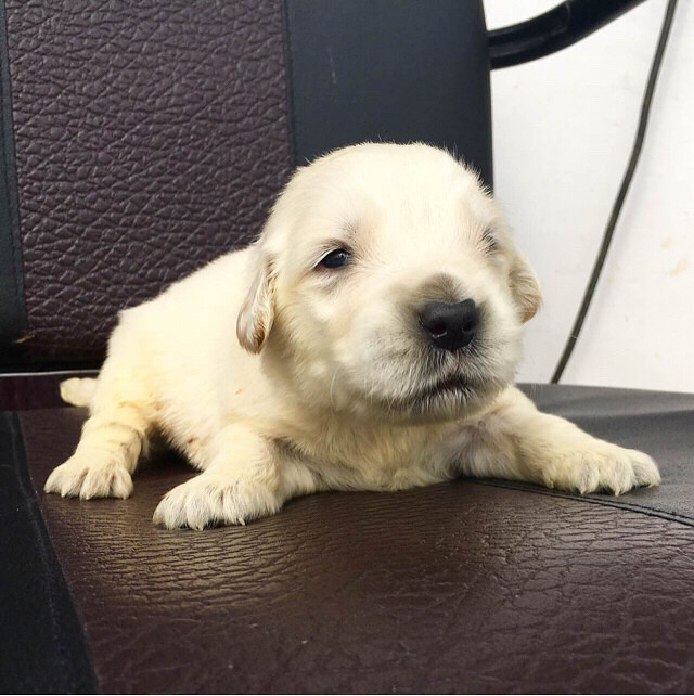 杭州美育金毛犬舍出售双血统赛级金毛。正规