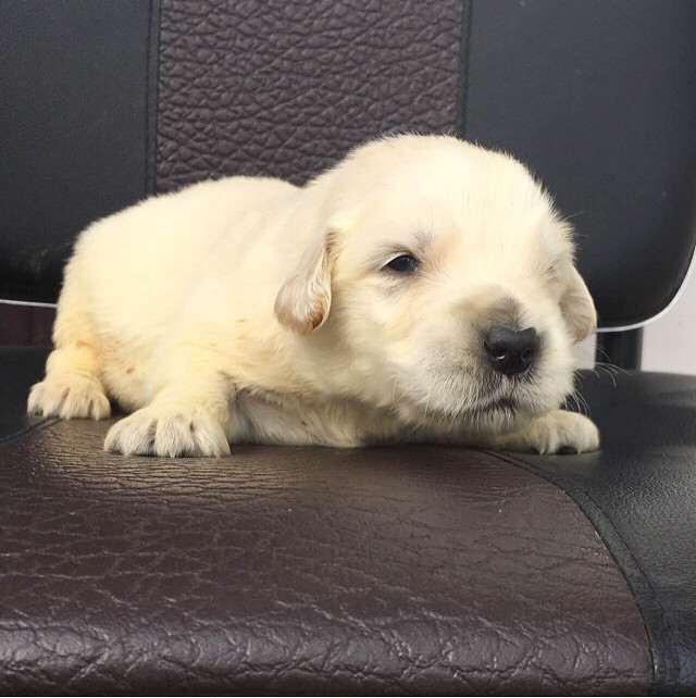 杭州美育金毛犬舍出售双血统赛级金毛。正规