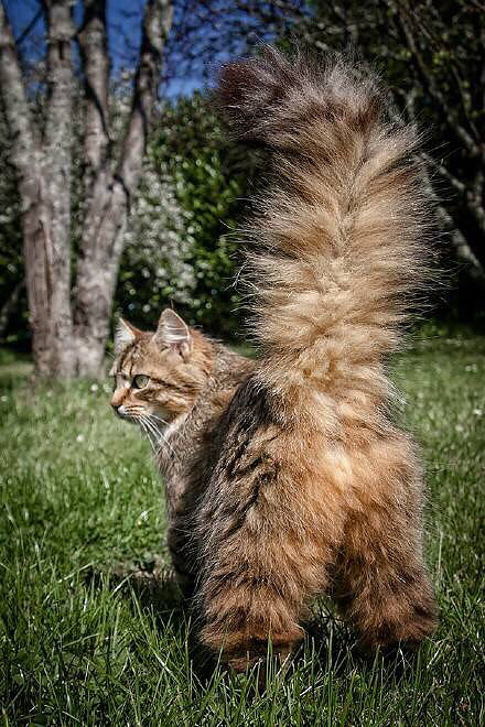 缅因猫,体格庞大,毛发浓密,想养一只来保