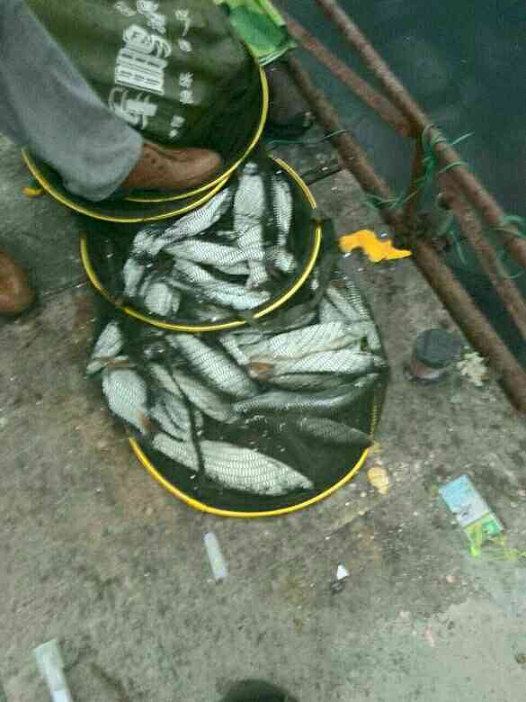 找个钓鱼高手,当师傅。。诚心实意-户外知识-钓鱼俱乐部-杭州19楼