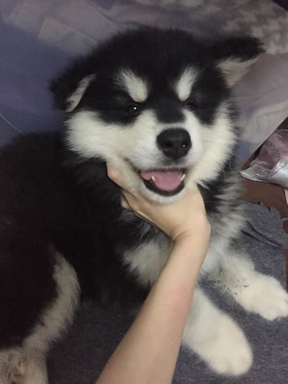 熊版阿拉斯加 超能吃的小胖子 看中的可以拖走