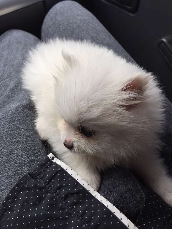 小家伙送走了,感觉空落落的,想在领养一只-宠物