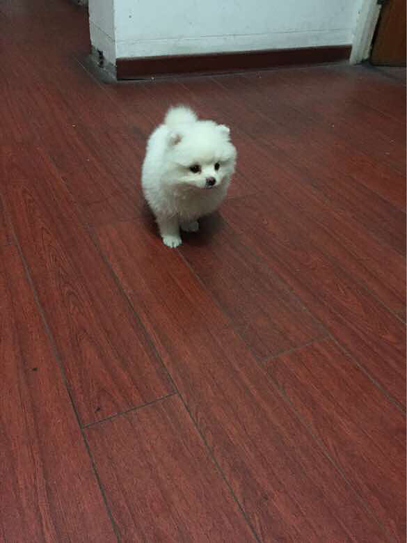 小家伙送走了,感觉空落落的,想在领养一只-宠物