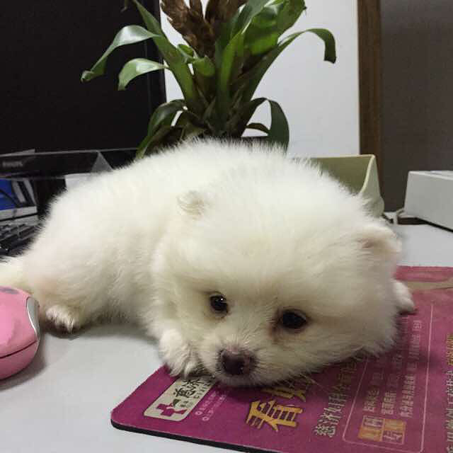 小家伙送走了,感觉空落落的,想在领养一只