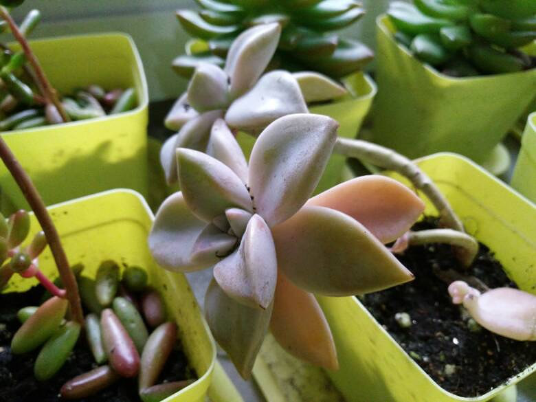 经过长途物流折腾,肉肉已经元气大伤,尤其-19楼