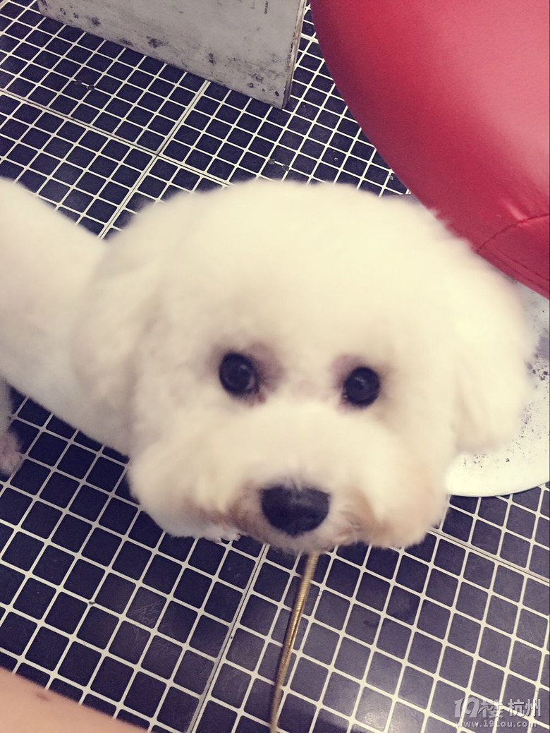 刚比熊吃了一个牛油果水果,会中毒吗-健康求助