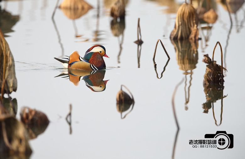 臘梅、鴛鴦和鸕鶿等