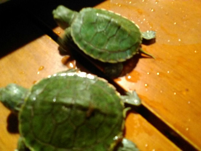 第二次美国签证 我求过-手机随手拍-杭州19楼