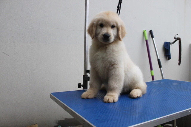 杭州美育金毛犬舍出售赛级金毛幼犬。电话 -宠