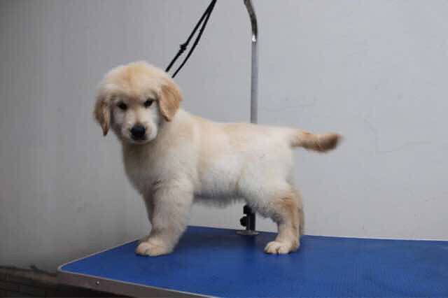 杭州美育金毛犬舍出售赛级金毛幼犬。电话 -宠