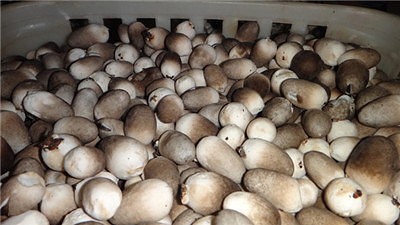 草菇的营养价值,快了解一下-宝妈知识大全-杭州