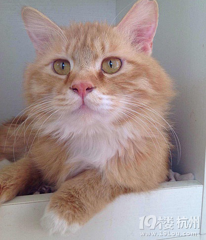 猫咪吐毛团吃什么好的快?急~~在线等~