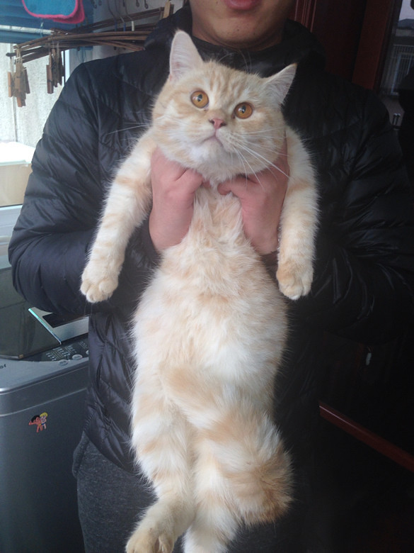 家养的英短蓝乳色和乳色渐层,猫咪超肥的,-宠物