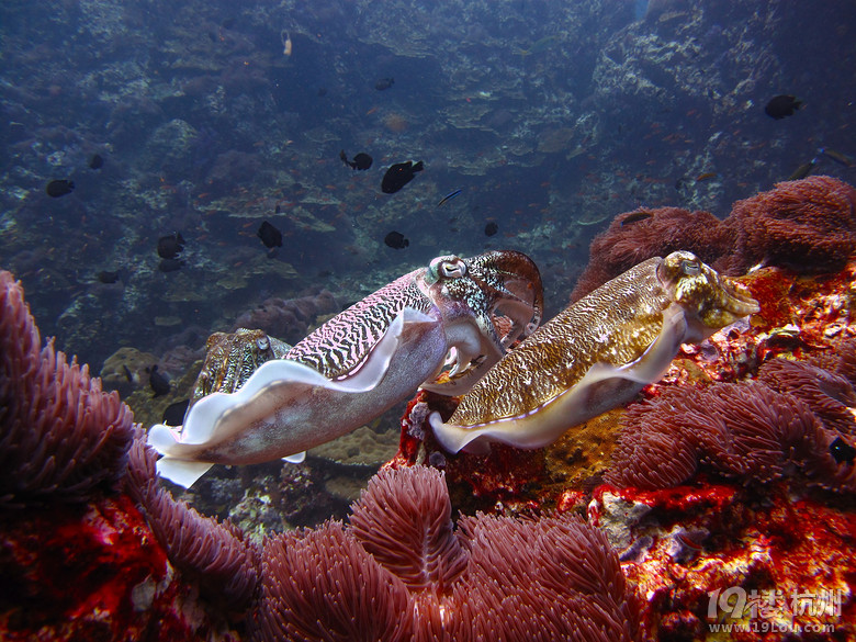 寒山的斯米兰船宿之旅